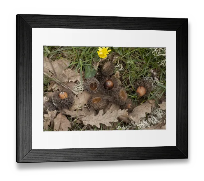 Framed Print : Turkey Oak (Quercus cerris) fallen acorns, cups and leaves, Greece, April Framed Print : Turkey Oak (Quercus cerris) fallen acorns, cups and leaves, Greece, April