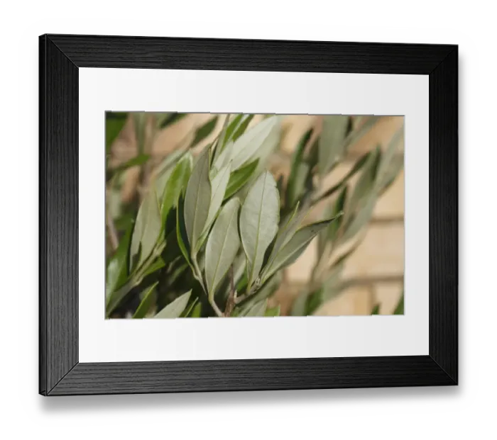 Framed Print : Olive (Olea europea) close-up of leaves underside, growing against brick wall in garden, Suffolk, England, August Framed Print : Olive (Olea europea) close-up of leaves underside, growing against brick wall in garden, Suffolk, England, August