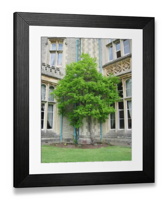 Framed Print : Japanese Persimmon (Diospyros kaki) habit, growing beside building, Oxfordshire, England, May