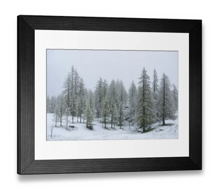 Framed Print : European Larch (Larix decidua) snow covered forest habitat, Italian Alps, Italy, May Framed Print : European Larch (Larix decidua) snow covered forest habitat, Italian Alps, Italy, May