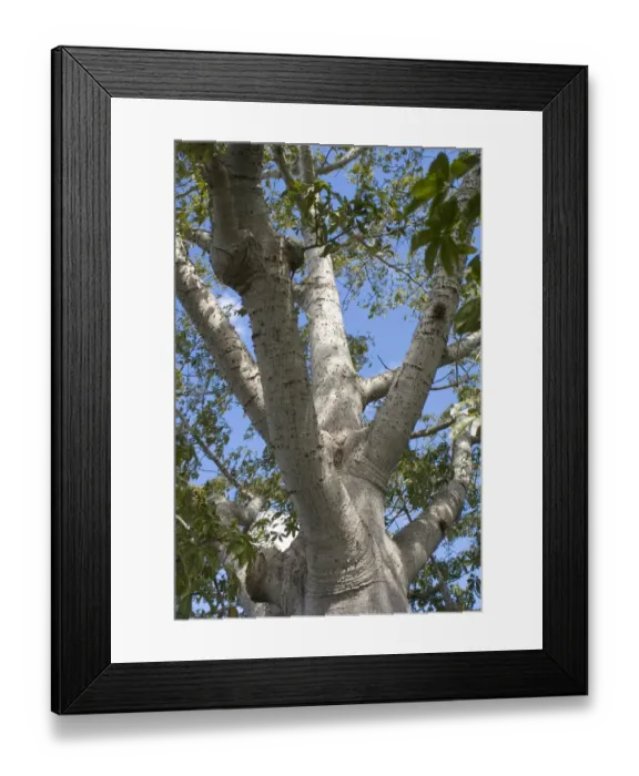 Framed Print : Kapok (Ceiba pentandra) close-up of trunk and branches, Cuba, November Framed Print : Kapok (Ceiba pentandra) close-up of trunk and branches, Cuba, November