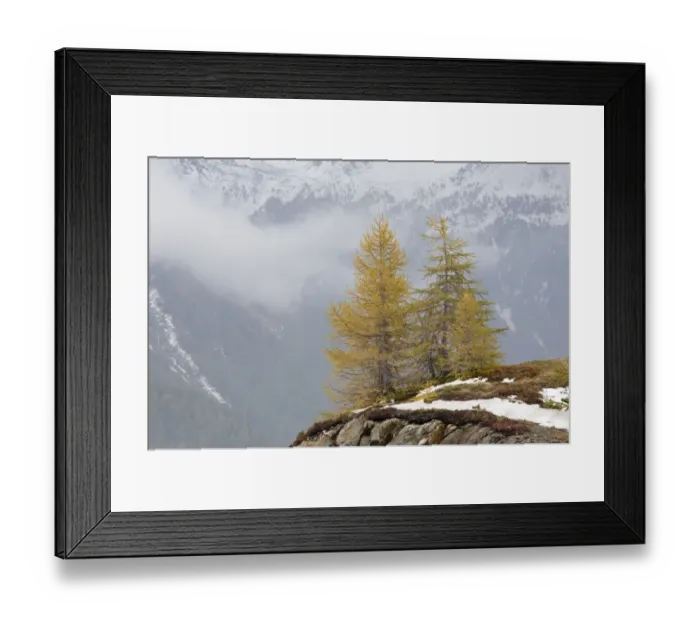 Framed Print : European Larch (Larix decidua) habit, with needles in autumn colour, growing on edge cliff Framed Print : European Larch (Larix decidua) habit, with needles in autumn colour, growing on edge cliff