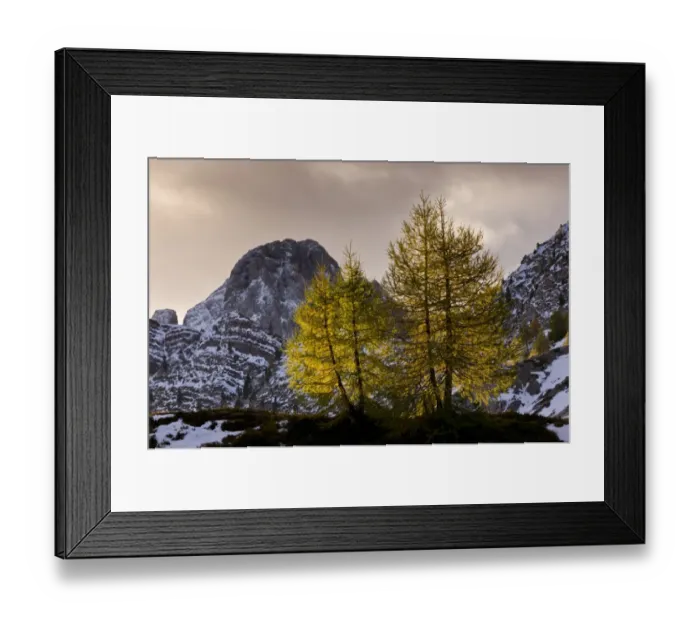 Framed Print : European Larch (Larix decidua) habit, with needles in autumn colour, backlit at dawn, Passo di Valles, Dolomites Framed Print : European Larch (Larix decidua) habit, with needles in autumn colour, backlit at dawn, Passo di Valles, Dolomites