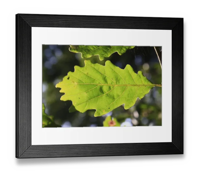 Framed Print : Turkey Oak (Quercus cerris) close-up of leaf underside, growing in woodland, Vicarage Plantation, Mendlesham, Suffolk