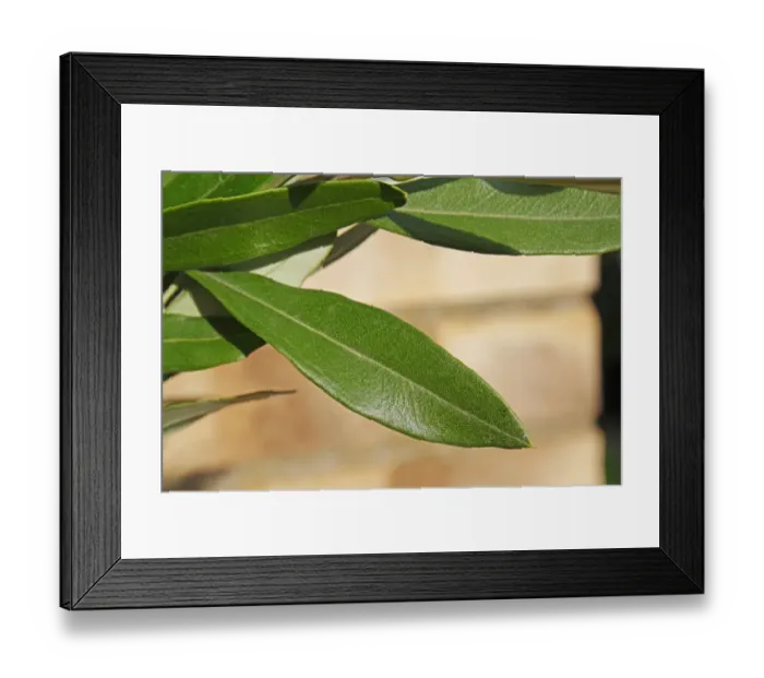 Framed Print : Olive (Olea europea) close-up of leaf, growing against brick wall in garden, Suffolk, England, August