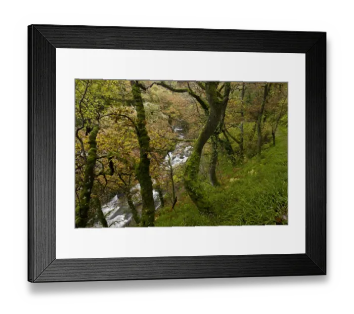 Framed Print : Sessile Oak (Quercus petraea) old woodland habitat, growing on slope beside river, West Lyn Valley, above Watersmeet Framed Print : Sessile Oak (Quercus petraea) old woodland habitat, growing on slope beside river, West Lyn Valley, above Watersmeet