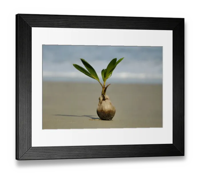 Framed Print : Coconut Palm (Cocos nucifera) seedling sprouting on beach, Manuel Antonio N. P. Puntarenas Province, Costa Rica, August