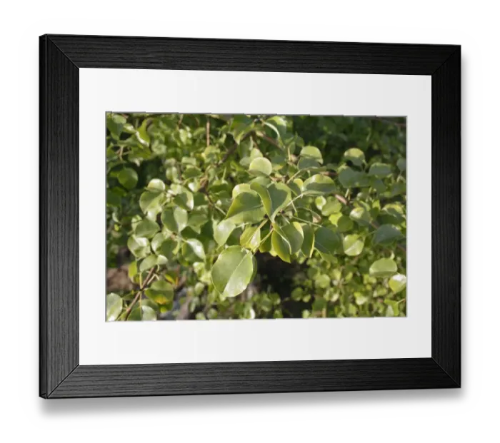 Framed Print : Wild Pear (Pyrus pyraster) close-up of leaves, growing in woodland, Vicarage Plantation, Mendlesham, Suffolk, England Framed Print : Wild Pear (Pyrus pyraster) close-up of leaves, growing in woodland, Vicarage Plantation, Mendlesham, Suffolk, England