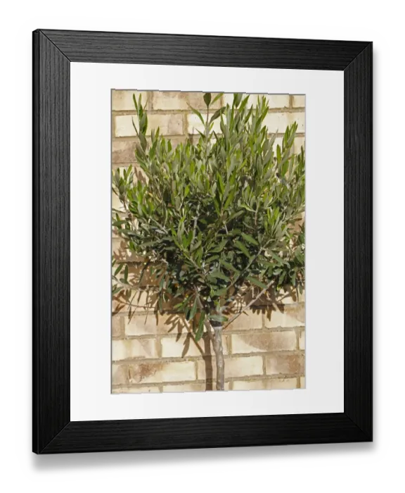Framed Print : Olive (Olea europea) young tree, growing against brick wall in garden, Suffolk, England, August Framed Print : Olive (Olea europea) young tree, growing against brick wall in garden, Suffolk, England, August