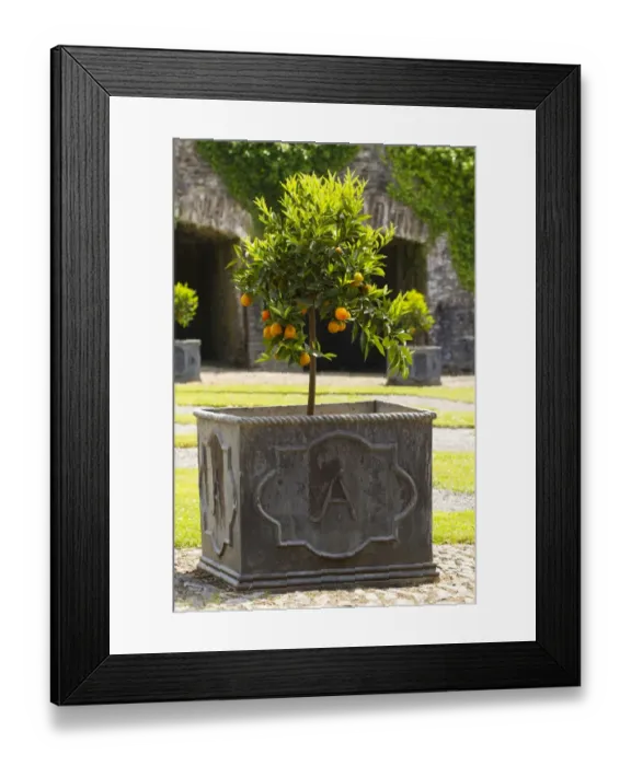 Framed Print : Orange (Citrus sinensis) habit, with fruit, growing in lead planter, Aberglasney Gardens, Carmarthenshire, Wales, July Framed Print : Orange (Citrus sinensis) habit, with fruit, growing in lead planter, Aberglasney Gardens, Carmarthenshire, Wales, July