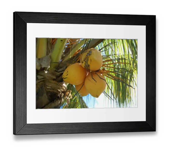 Framed Print : Coconut Palm (Cocos nucifera) close-up of fruit on tree, Grenada, Grenadines, Windward Islands, Lesser Antilles, August Framed Print : Coconut Palm (Cocos nucifera) close-up of fruit on tree, Grenada, Grenadines, Windward Islands, Lesser Antilles, August