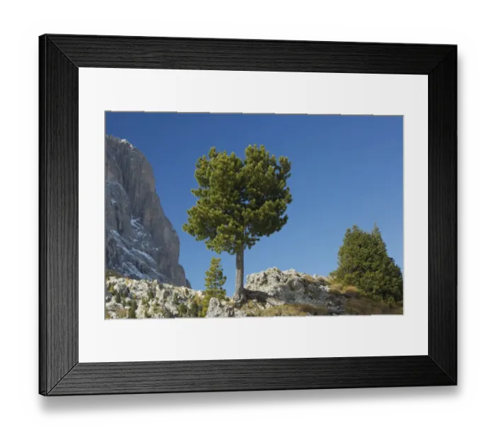 Framed Print : Arolla Pine (Pinus cembra) habit, growing on rocks in mountain habitat, Dolomites, Italian Alps, Italy, October Framed Print : Arolla Pine (Pinus cembra) habit, growing on rocks in mountain habitat, Dolomites, Italian Alps, Italy, October
