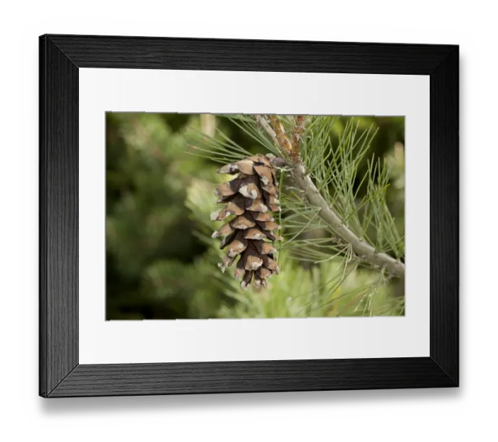 Framed Print : Macedonian Pine (Pinus peuce) close-up of female cone, Rila Mountains, Bulgaria, May Framed Print : Macedonian Pine (Pinus peuce) close-up of female cone, Rila Mountains, Bulgaria, May