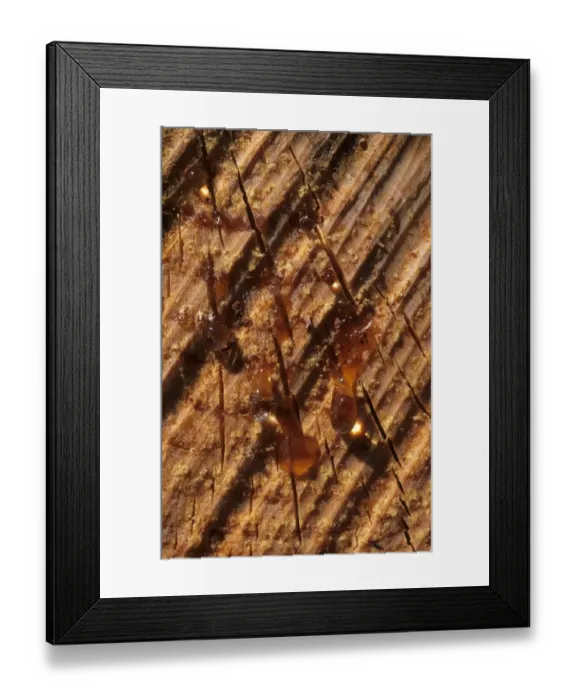 Framed Print : Pine (Pinus sp. ) resin, sap seeping from felled timber, Sweden Framed Print : Pine (Pinus sp. ) resin, sap seeping from felled timber, Sweden