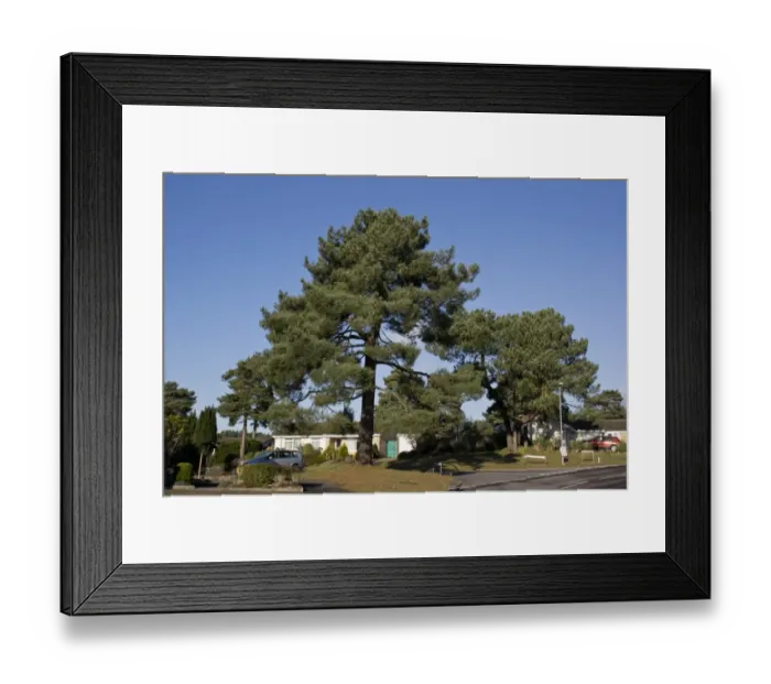 Framed Print : Maritime Pine (Pinus pinaster) habit, mature tree growing in housing estate, Christchurch, Dorset, England, December