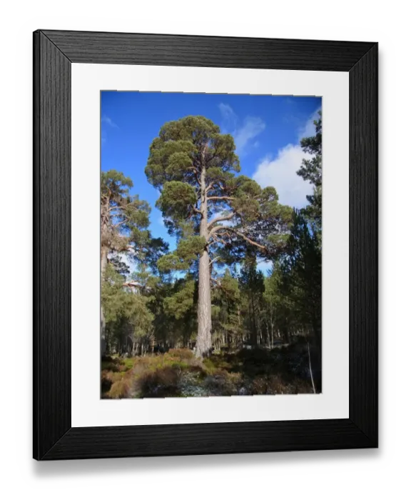 Framed Print : Scots Pine (Pinus sylvestris) Granny Pine ancient tree, habit, growing in coniferous forest