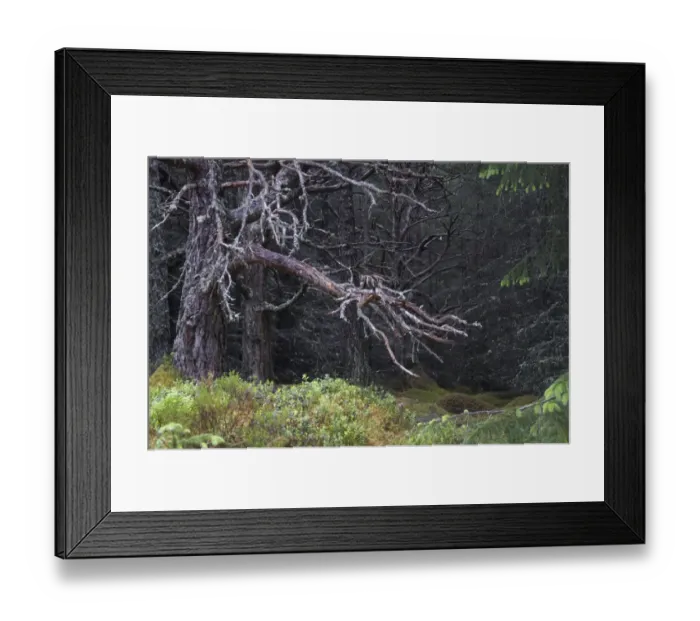 Framed Print : Scots Pine (Pinus sylvestris) dead tree, in ancient coniferous forest habitat, Caledonian Pine Forest, Aviemore