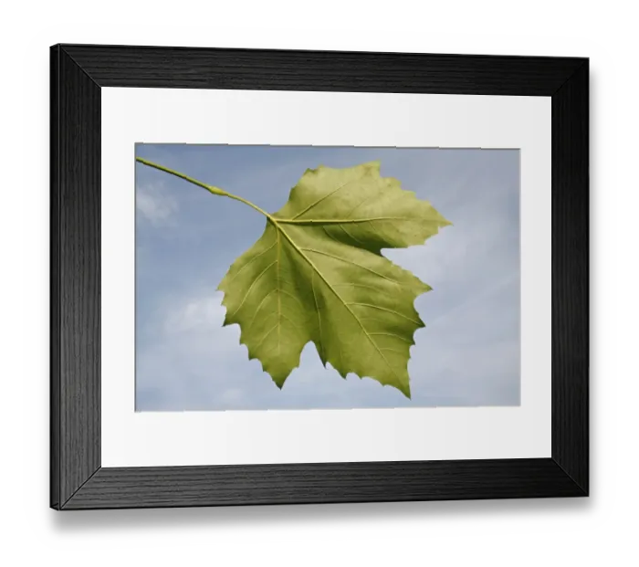 Framed Print : London Plane (Platanus x hispanica) close-up of leaf underside, in garden, Suffolk, England, August Framed Print : London Plane (Platanus x hispanica) close-up of leaf underside, in garden, Suffolk, England, August