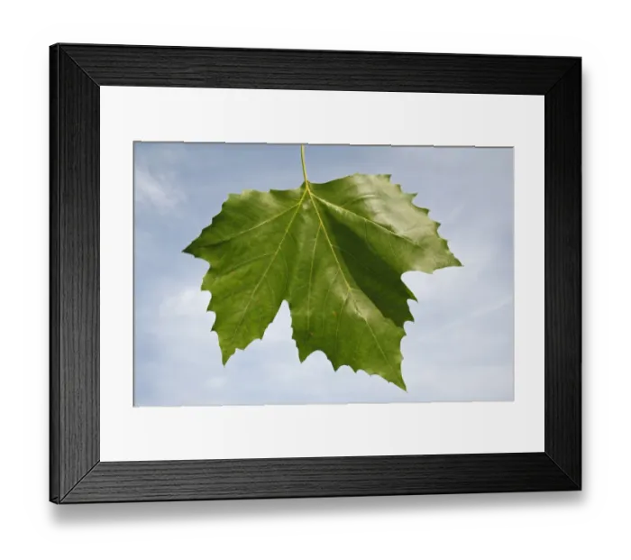 Framed Print : London Plane (Platanus x hispanica) close-up of leaf, in garden, Suffolk, England, August Framed Print : London Plane (Platanus x hispanica) close-up of leaf, in garden, Suffolk, England, August