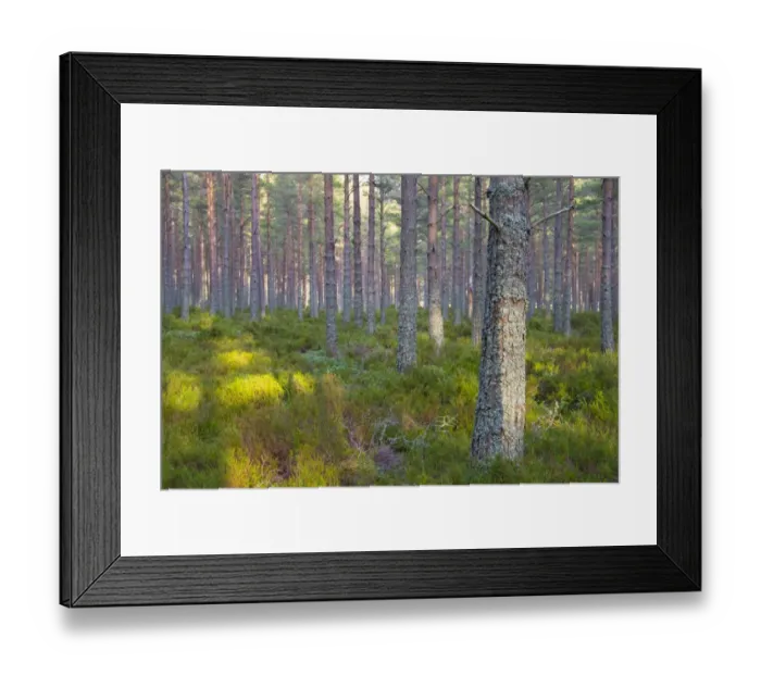 Framed Print : Scots Pine (Pinus sylvestris) forest habitat with heather ground layer, Grampian Mountains, Highlands, Scotland Framed Print : Scots Pine (Pinus sylvestris) forest habitat with heather ground layer, Grampian Mountains, Highlands, Scotland