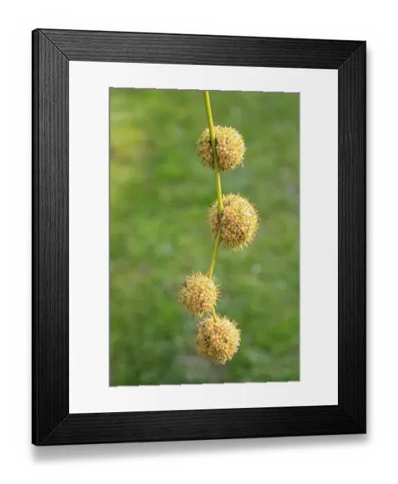Framed Print : London Plane (Platanus x hispanica) close-up of fruit, in garden, Suffolk, England, September