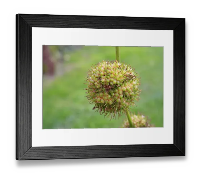 Framed Print : London Plane (Platanus x hispanica) close-up of fruit, in garden, Suffolk, England, September Framed Print : London Plane (Platanus x hispanica) close-up of fruit, in garden, Suffolk, England, September