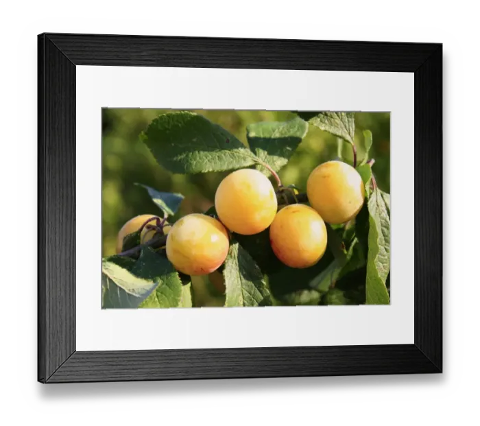 Framed Print : Greengage (Prunus domestica ssp. italica) close-up of fruit, growing in hedgerow, Mendlesham, Suffolk, England, October Framed Print : Greengage (Prunus domestica ssp. italica) close-up of fruit, growing in hedgerow, Mendlesham, Suffolk, England, October