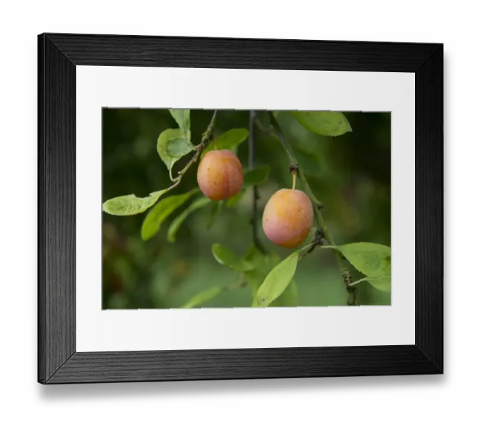 Framed Print : Plum (Prunus domestica) Early Laxton, close-up of ripe fruit, growing in orchard, Norfolk, England, August Framed Print : Plum (Prunus domestica) Early Laxton, close-up of ripe fruit, growing in orchard, Norfolk, England, August