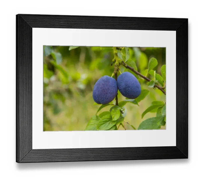 Framed Print : Plum (Prunus domestica) Violetta, close-up of ripe fruit, growing in orchard, Norfolk, England, August Framed Print : Plum (Prunus domestica) Violetta, close-up of ripe fruit, growing in orchard, Norfolk, England, August