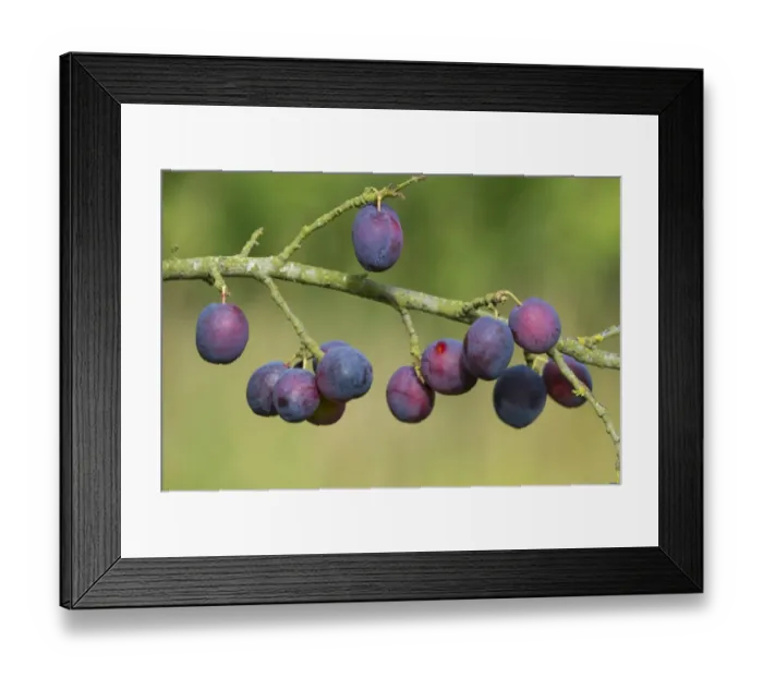 Framed Print : Plum (Prunus domestica) Czar, close-up of ripe fruit, growing in orchard, Norfolk, England, August Framed Print : Plum (Prunus domestica) Czar, close-up of ripe fruit, growing in orchard, Norfolk, England, August