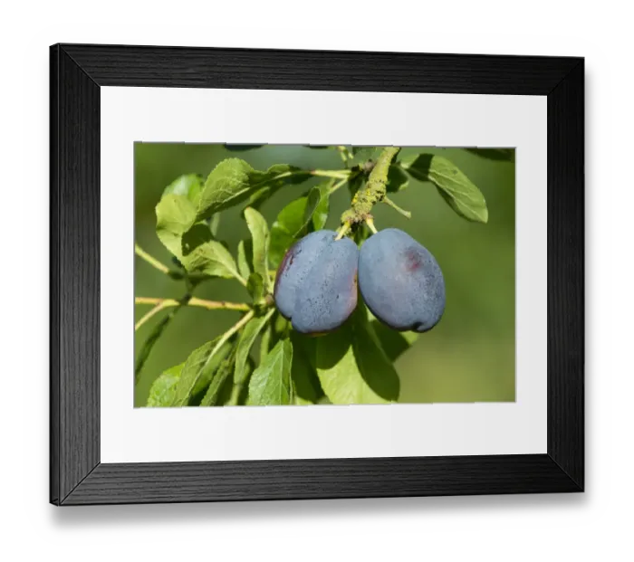 Framed Print : Plum (Prunus domestica) Edda, close-up of ripe fruit, growing in orchard, Norfolk, England, August Framed Print : Plum (Prunus domestica) Edda, close-up of ripe fruit, growing in orchard, Norfolk, England, August