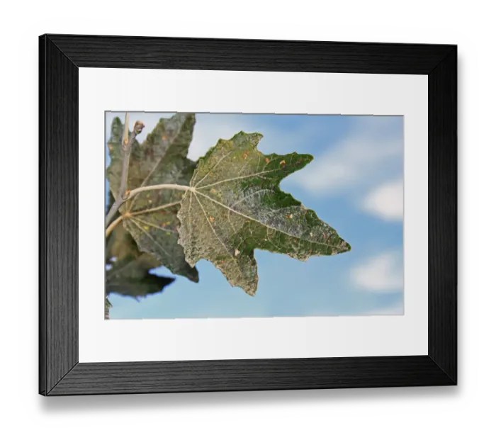 Framed Print : White Poplar (Populus alba) close-up of leaf, growing in hedgerow, Mendlesham, Suffolk, England, October