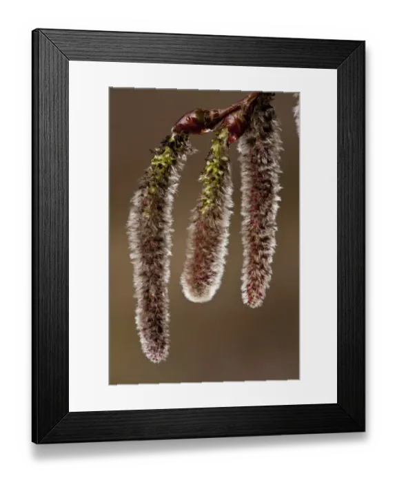 Framed Print : White Poplar (Populus alba) close-up of catkins, Spain, March Framed Print : White Poplar (Populus alba) close-up of catkins, Spain, March