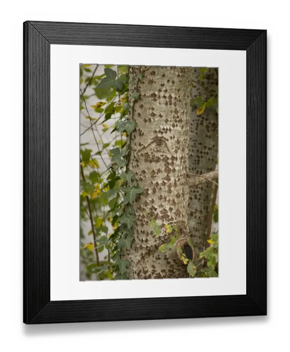 Framed Print : White Poplar (Populus alba) close-up of trunk, with Common Ivy (Hedera helix), Dordogne, France, November Framed Print : White Poplar (Populus alba) close-up of trunk, with Common Ivy (Hedera helix), Dordogne, France, November