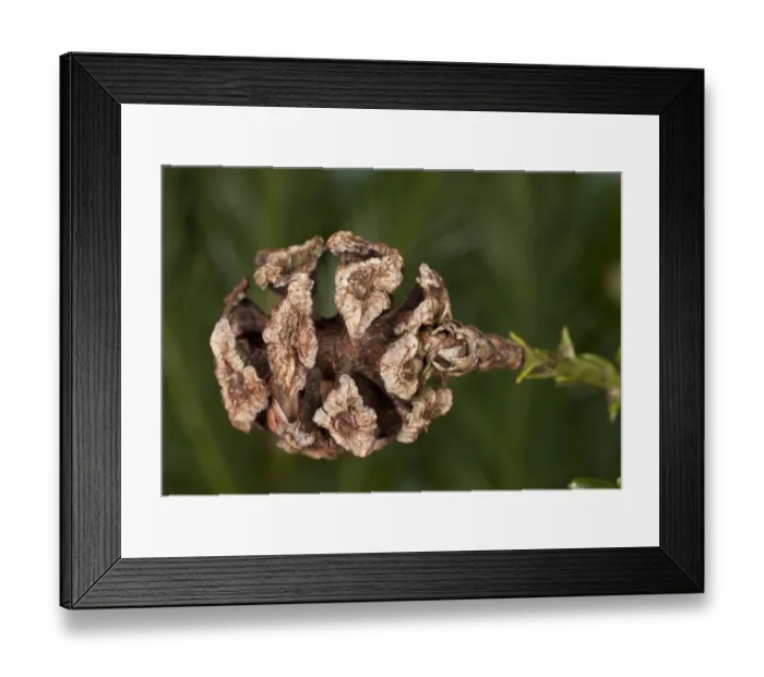 Framed Print : Coastal Redwood (Sequoia sempervirens) close-up of female cone, in cultivation Framed Print : Coastal Redwood (Sequoia sempervirens) close-up of female cone, in cultivation