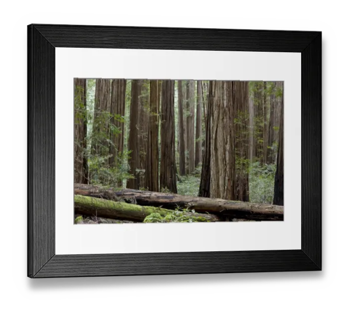 Framed Print : Coast Redwood (Sequoia sempervirens) standing and fallen trunks in forest habitat, Rockefeller Grove