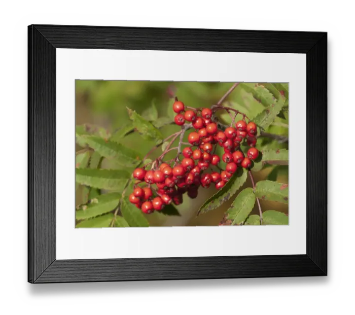 Framed Print : Rowan (Sorbus aucuparia) close-up of berries, Lapland, North Norway, September Framed Print : Rowan (Sorbus aucuparia) close-up of berries, Lapland, North Norway, September