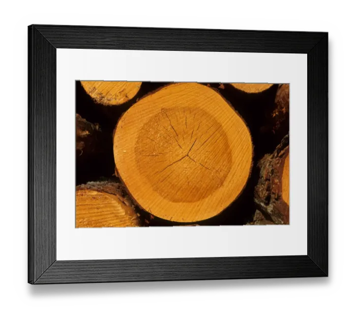 Framed Print : Pine (Pinus sp. ) close-up of annual growth rings of cross-section of log, Sweden Framed Print : Pine (Pinus sp. ) close-up of annual growth rings of cross-section of log, Sweden