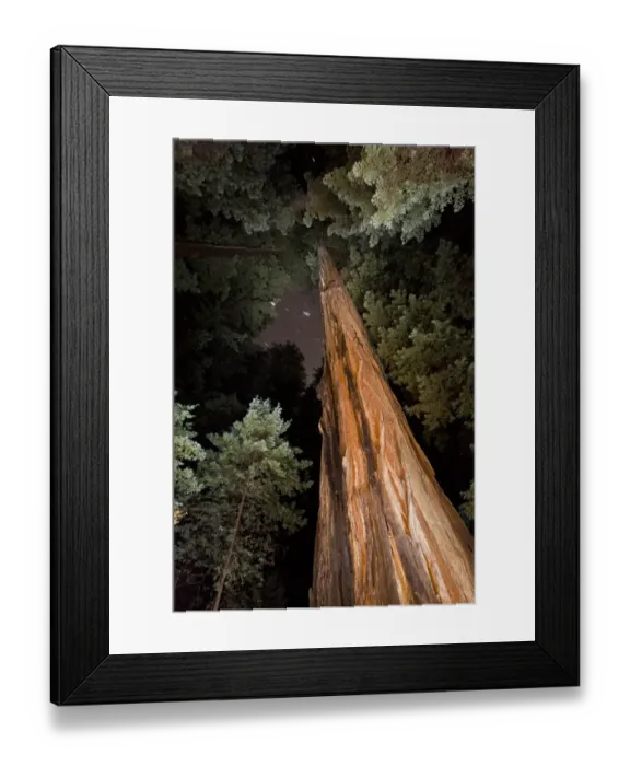 Framed Print : Coast Redwood (Sequoia sempervirens) looking up trunk to canopy, in forest with starry sky at night Framed Print : Coast Redwood (Sequoia sempervirens) looking up trunk to canopy, in forest with starry sky at night