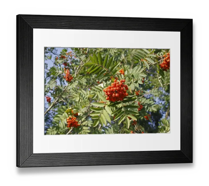 Framed Print : Rowan (Sorbus aucuparia) close-up of berries and leaves, growing in woodland, Vicarage Plantation, Mendlesham, Suffolk