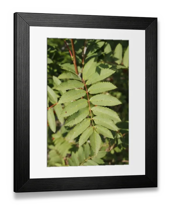 Framed Print : Rowan (Sorbus aucuparia) close-up of leaves, growing in woodland, Vicarage Plantation, Mendlesham, Suffolk, England