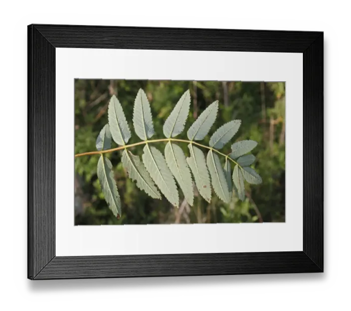 Framed Print : Rowan (Sorbus aucuparia) close-up of leaves underside, growing in woodland, Vicarage Plantation, Mendlesham, Suffolk Framed Print : Rowan (Sorbus aucuparia) close-up of leaves underside, growing in woodland, Vicarage Plantation, Mendlesham, Suffolk