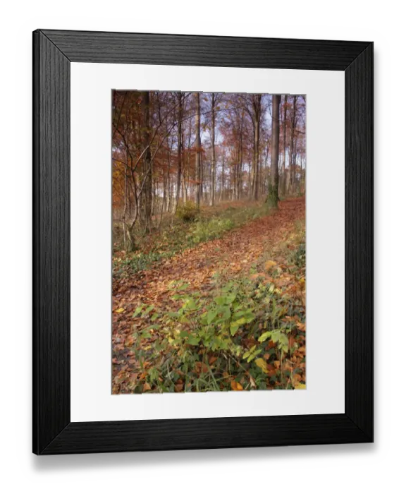 Framed Print : Common Beech (Fagus sylvatica) woodland habitat with leaf litter and Tutsan (Hypericum androsaemum)