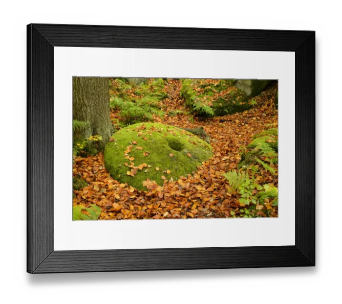 Framed Print : Common Beech (Fagus sylvatica) fallen leaves and moss covered abandoned millstone on woodland floor, Padley Gorge