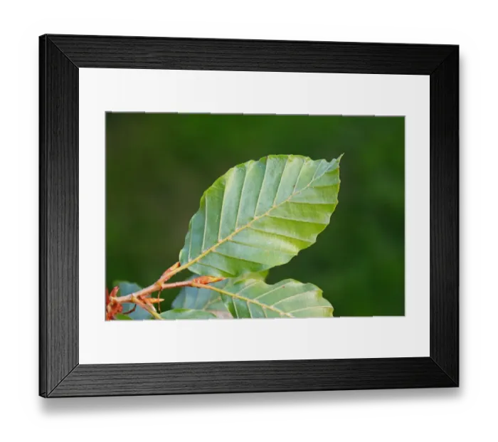 Framed Print : Common Beech (Fagus sylvatica) close-up of leaf underside, growing in garden hedge, Suffolk, England, October Framed Print : Common Beech (Fagus sylvatica) close-up of leaf underside, growing in garden hedge, Suffolk, England, October