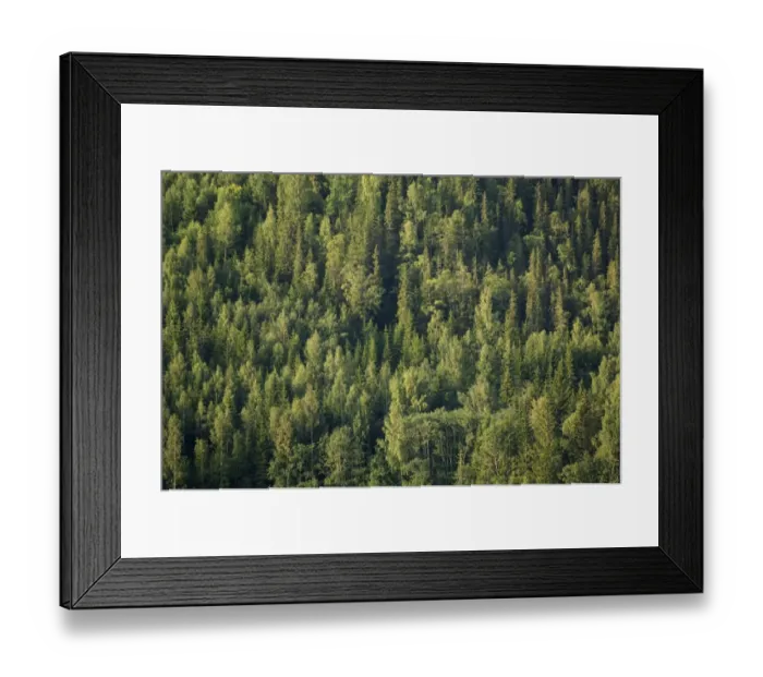 Framed Print : Norway Spruce (Picea abies) boreal forest habitat, Sweden Framed Print : Norway Spruce (Picea abies) boreal forest habitat, Sweden