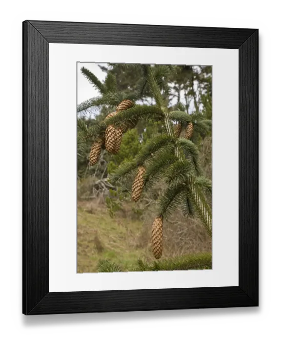 Framed Print : Sitka Spruce (Picea sitchensis) close-up of mature cones, Califonia, U. S. A. February Framed Print : Sitka Spruce (Picea sitchensis) close-up of mature cones, Califonia, U. S. A. February