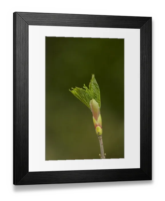 Framed Print : Sycamore (Acer pseudoplatanus) close-up of opening leafbud, Sheffield, South Yorkshire, England, May Framed Print : Sycamore (Acer pseudoplatanus) close-up of opening leafbud, Sheffield, South Yorkshire, England, May