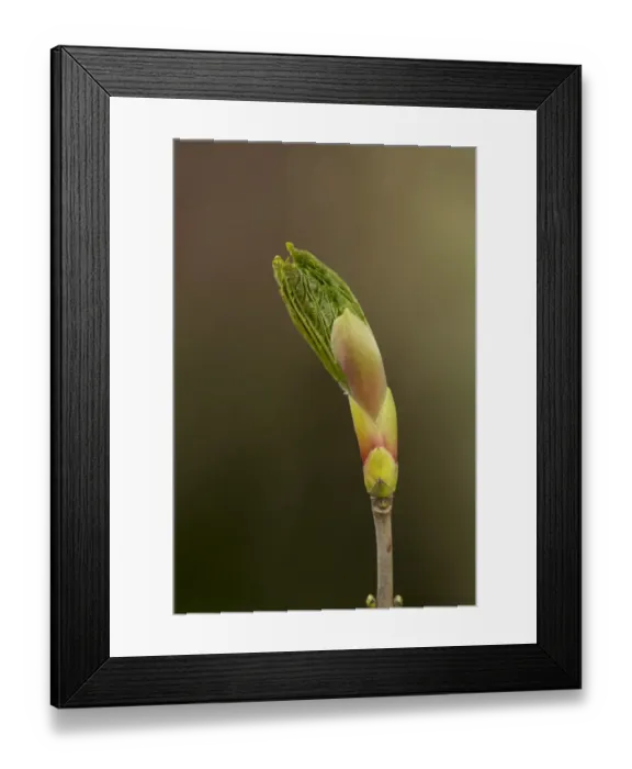 Framed Print : Sycamore (Acer pseudoplatanus) close-up of opening leafbud, Sheffield, South Yorkshire, England, May Framed Print : Sycamore (Acer pseudoplatanus) close-up of opening leafbud, Sheffield, South Yorkshire, England, May