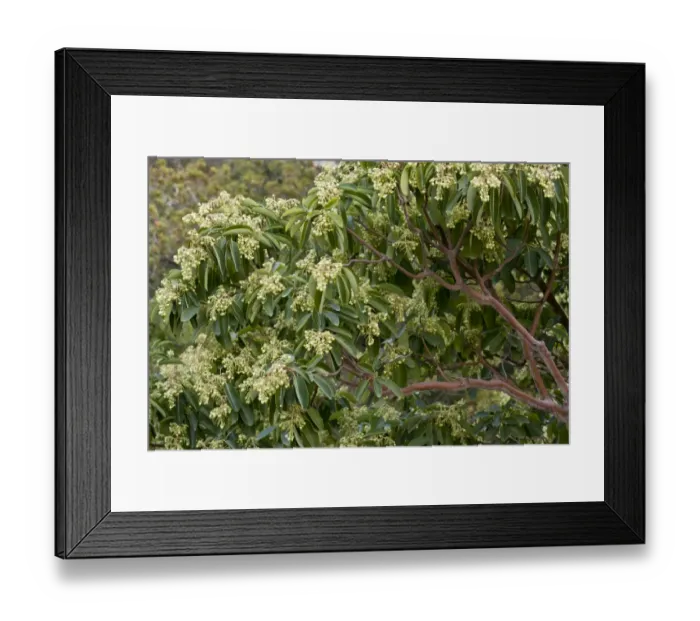 Framed Print : Eastern Strawberry Tree (Arbutus andrachne) flowering, Chios, Greece, April Framed Print : Eastern Strawberry Tree (Arbutus andrachne) flowering, Chios, Greece, April